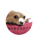 チワワのシンバ（個別スタンプ：3）