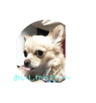 チワワのシンバ（個別スタンプ：6）