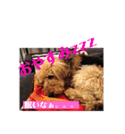 ゴロー理事長Vr.2（個別スタンプ：16）