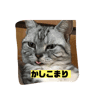 アメショのおデブ キキ（個別スタンプ：1）