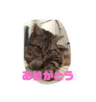 アメショのおデブ キキ（個別スタンプ：8）