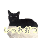 ねこさんがいっぱい業界用語編（個別スタンプ：8）