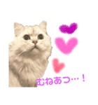愛猫リズムくんとチャームちゃん（個別スタンプ：1）