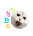 愛猫リズムくんとチャームちゃん（個別スタンプ：2）