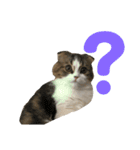 愛猫リズムくんとチャームちゃん（個別スタンプ：3）