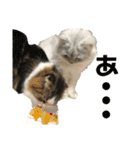愛猫リズムくんとチャームちゃん（個別スタンプ：4）