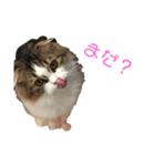 愛猫リズムくんとチャームちゃん（個別スタンプ：5）