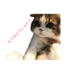 愛猫リズムくんとチャームちゃん（個別スタンプ：8）