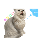 愛猫リズムくんとチャームちゃん（個別スタンプ：11）
