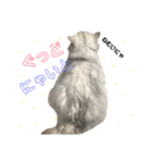 愛猫リズムくんとチャームちゃん（個別スタンプ：13）