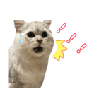愛猫リズムくんとチャームちゃん（個別スタンプ：14）