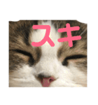 愛猫リズムくんとチャームちゃん（個別スタンプ：15）