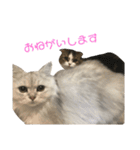 愛猫リズムくんとチャームちゃん（個別スタンプ：16）