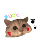 愛猫リズムくんとチャームちゃん（個別スタンプ：18）