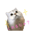 愛猫リズムくんとチャームちゃん（個別スタンプ：22）