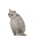 愛猫リズムくんとチャームちゃん（個別スタンプ：24）