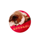 愛犬ショコラ♡スタンプ（個別スタンプ：2）