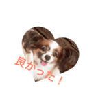 愛犬ショコラ♡スタンプ（個別スタンプ：8）