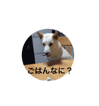 くまといっしょ（個別スタンプ：8）