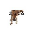 くまといっしょ（個別スタンプ：11）