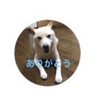 くまといっしょ（個別スタンプ：16）