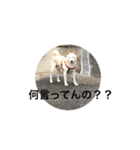 くまといっしょ（個別スタンプ：20）