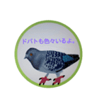 可愛さ満点の野鳥（個別スタンプ：11）