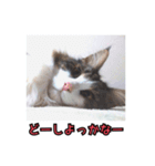 ポラ風ネコスタンプ（個別スタンプ：1）