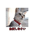 ポラ風ネコスタンプ（個別スタンプ：5）