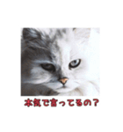 ポラ風ネコスタンプ（個別スタンプ：7）
