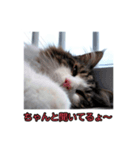 ポラ風ネコスタンプ（個別スタンプ：8）