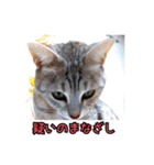 ポラ風ネコスタンプ（個別スタンプ：9）