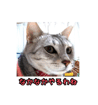 ポラ風ネコスタンプ（個別スタンプ：10）