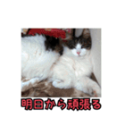 ポラ風ネコスタンプ（個別スタンプ：11）