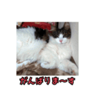 ポラ風ネコスタンプ（個別スタンプ：12）