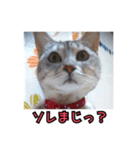 ポラ風ネコスタンプ（個別スタンプ：14）
