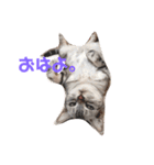 猫の らもちゃん（個別スタンプ：1）