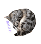 猫の らもちゃん（個別スタンプ：4）