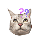 猫の らもちゃん（個別スタンプ：5）