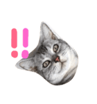 猫の らもちゃん（個別スタンプ：6）