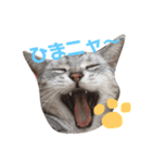 猫の らもちゃん（個別スタンプ：7）