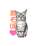 猫の らもちゃん（個別スタンプ：8）
