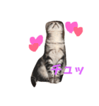 猫の らもちゃん（個別スタンプ：10）