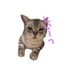 猫の らもちゃん（個別スタンプ：11）
