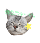 猫の らもちゃん（個別スタンプ：12）