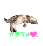 猫の らもちゃん（個別スタンプ：13）