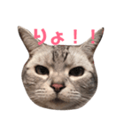 猫の らもちゃん（個別スタンプ：15）
