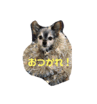 ペタのスタンプ4（個別スタンプ：2）