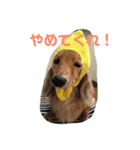 ペタのスタンプ4（個別スタンプ：3）
