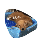 ペタのスタンプ4（個別スタンプ：5）